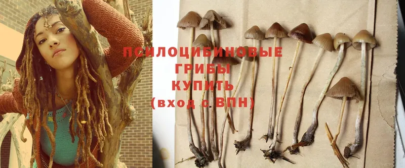 наркота  Электрогорск  Галлюциногенные грибы Psilocybe 